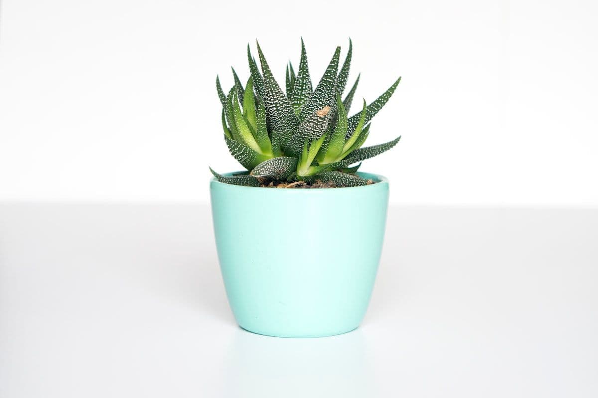 Ceramic Planter